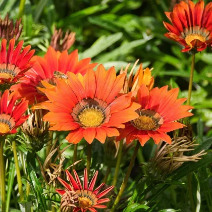 Gazánia Frosty Kiss Red F1 - Gazania rigens - predaj semien - 12 ks