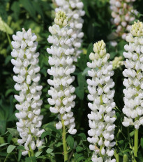 Vlčí bôb - Lupina mnoholistá biela - Lupinus polyphyllus - sadeničky lupiny - 1 ks