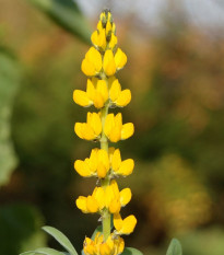 Vlčí bôb - Lupina mnoholistá žltá - Lupinus polyphyllus - sadeničky lupiny - 1 ks