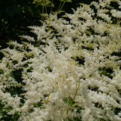 Astilba japonská Deutschland - Astilbe japonica - predaj cibuľovín - 1 ks