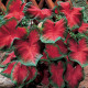 Kaládium Freida Hemple - Caladium bicolor - cibuľky kaládia - 1 ks