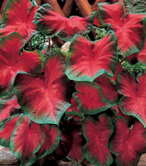 Kaládium Freida Hemple - Caladium bicolor - predaj cibuľovín - 1 ks