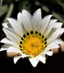 Gazánia Kiss White F1 - Gazania rigens - predaj semien - 12 ks