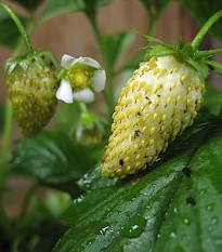 Jahoda mesačná Tubby White - Fragaria vesca - semienka jahôd - 15 ks