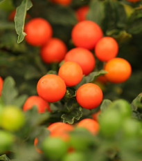 Baklažán okrasný Jupiter - Solanum pseudocapsicum - semienka okrasného baklažánu - 10 ks