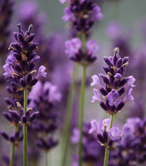 Levanduľa francúzska Bandera Purple - Lavandula Stoechas - semienka levandule - 20 ks