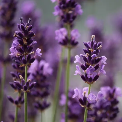 Levanduľa francúzska Bandera Purple - Lavandula Stoechas - semienka levandule - 20 ks