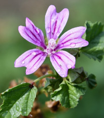 Slez lesný - Malva sylvestris - semienka slezu - 10 ks