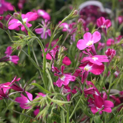 Lobelka drobná Riviera Rose - Lobelia erinus - predaj semien - 500 ks