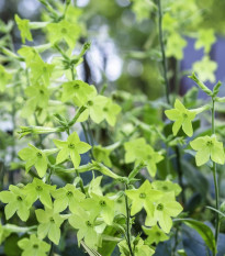 Tabak okrasný voňajúci Perfume Lime F1 - Nicotiana sanderae - predaj semien - 50 ks