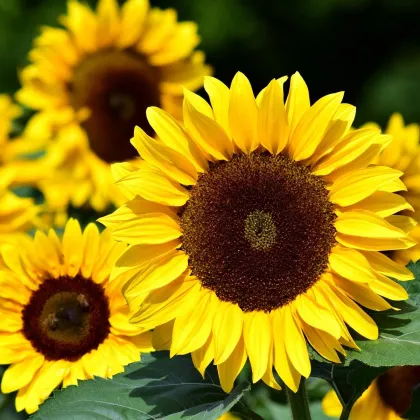 Slnečnica ročná Big Smile - Helianthus annuus - predaj semien - 8 ks