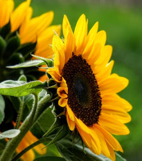 Slnečnica ročná Mezzulah - Helianthus annuus - predaj semien - 8 ks