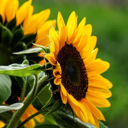 Slnečnica ročná Mezzulah - Helianthus annuus - predaj semien - 8 ks