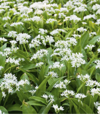 Cesnak medvedí - Allium ursinum - predaj cibuľovín - 3 ks