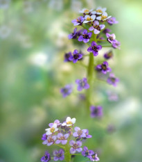 Lobulária prímorská Könnigsteppich - Lobularia maritima - predaj semien - 50 ks