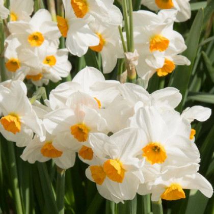 Narcis Geranium - Narcissus - predaj cibuľovín - 3 ks