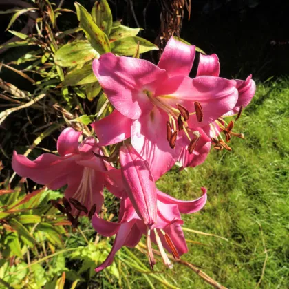 Ľalia Pink Perfection - Lilium - predaj cibuľovín - 1 ks