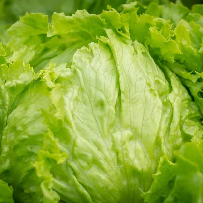 Bio Šalát ľadový Saladin - Lactuca sativa - semená bio predaj - 100 ks