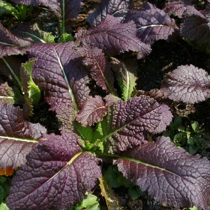 Horčica červená Red Frills - Brassica juncea - semená ázijskej zeleniny - 300 ks