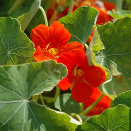 Naturium - Modrý Pepe - Tropaeolum majus - semiačka - 15 ks