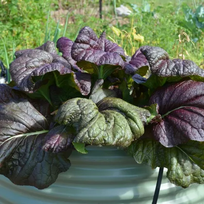 Mizuna Red Knight F1 - Brassica campestris japonica -semiačka -  400 ks