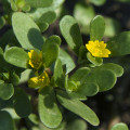 Portulaka zlatá - Portulaca oleracea - semienka - 30 ks