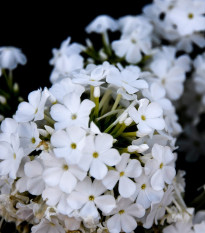 Plamienka biela - Phlox - voľnokorenné sadeničky plamienky - 1 ks