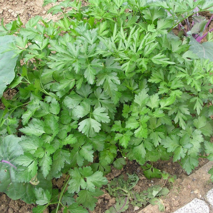 Petržlen Vňaťový Zelená Perla - Petroselinum Crispu - Semená Petržlenu - 1 g