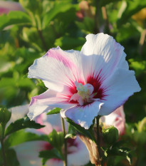 Ibištek sýrsky biely - Hibiscus syriacus - semiačka - 12 ks