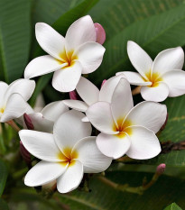 Pluméria Havajská kvetina - Plumeria - semiačka - 3 ks