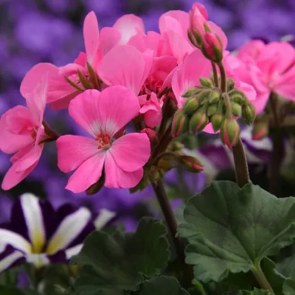 Muškát krúžkovaný - Horizon - Mix farieb - predaj semien muškátov - Pelargonium zonale - 4 ks