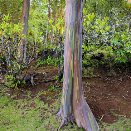 Eukalyptus dúhový - Eucalyptus deglupta - predaj semienok - 5 ks