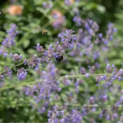 Kocúrik obyčajný - Nepeta cataria - semiačka - 15 ks