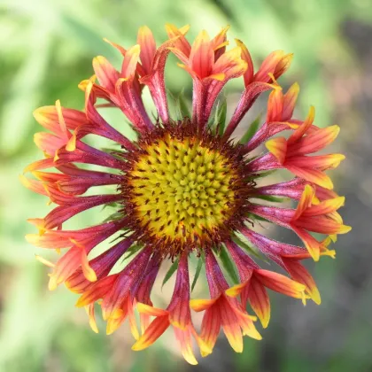 Kokarda jednoduchá Lorenziana zmes - Gaillardia pulchella - semiačka - 0,3 g