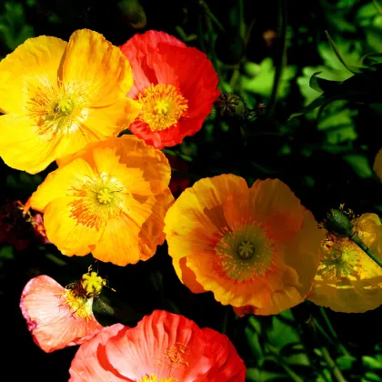 Mak alpský zmes - Papaver alpinum - semiačka - 0,01 g