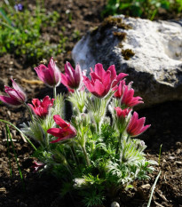 Semienka ponikleca - Pulsatilla vulgaris - Poniklec obecný Rote Glocke - predaj semien - 10 ks