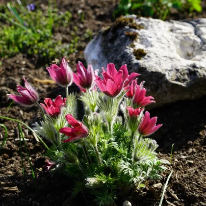 Semienka ponikleca - Pulsatilla vulgaris - Poniklec obecný Rote Glocke - predaj semien - 10 ks