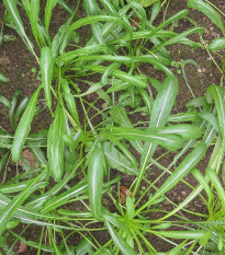 Mibuna - japonský šalát - Brassica rapa - semiačka - 40 ks