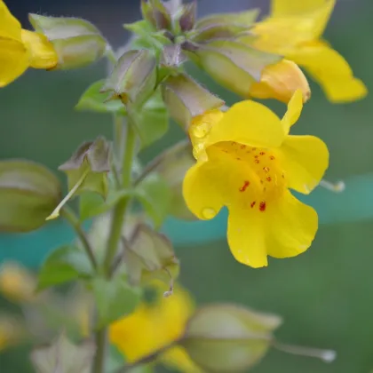 Čarodejka žltá - Mimulus luteus - predaj semien - 200 ks