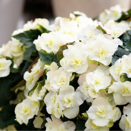 Begónia Cascade biela - previslé begónie - Begonia Cascade - predaj cibuľovín - 2 ks