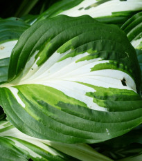 Funkia - Hosta Mediovariegata - predaj cibuľovín - 1 ks