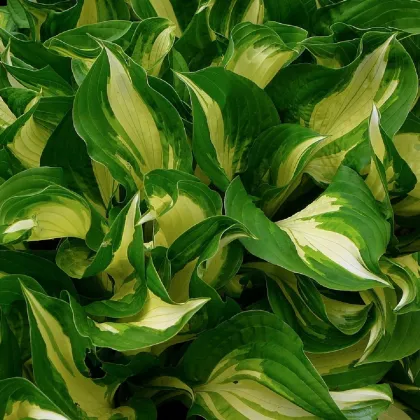 Funkia - Hosta Mediovariegata - predaj cibuľovín - 1 ks