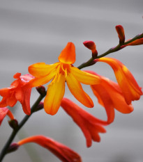 Montbrécia Meteor - Crocosmia - predaj cibuľovín - 4 ks