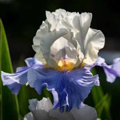 Kosatec nemecký Arpege - Iris germanica - predaj hľúz - 1 ks