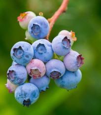 Čučoriedka americká modrá - Vaccinium corymbosum - voľnokorenné sadeničky čučoriedok - 1 ks