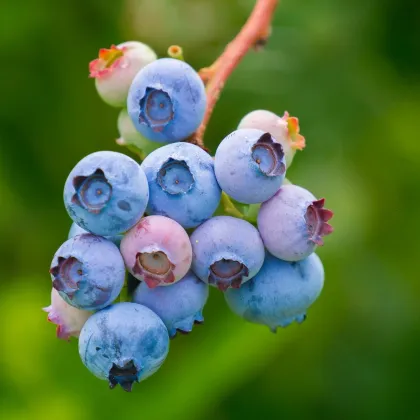 Čučoriedka americká modrá - Vaccinium corymbosum - voľnokorenné sadeničky čučoriedok - 1 ks