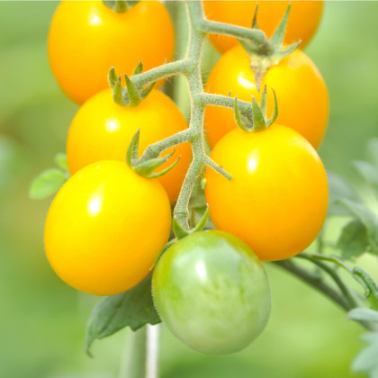 Paradajka zlatá Golden Currant - Solanum lycopersicum - Semená rajčiaka - 5 ks