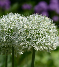 Cesnak Mount Everest - Allium - predaj cibuľovín - 1 ks