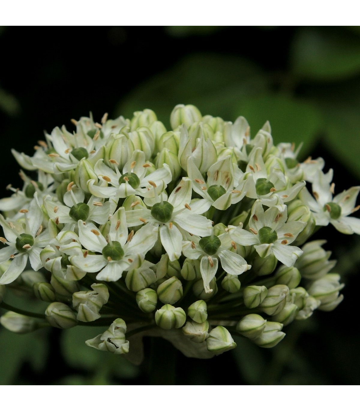 Cesnak okrasný čierny - Allium nigrum - predaj cibuľovín - 2 ks