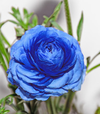Iskerník plnokvetý modrý - Ranunculus asiaticus - predaj cibuľovín - 3 ks